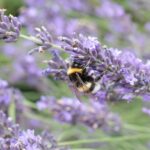 A bee is sitting on a lavender plant
