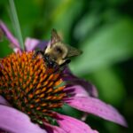A bee on a purple coneflower flower