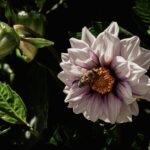 Bee Perched on Purple Flower